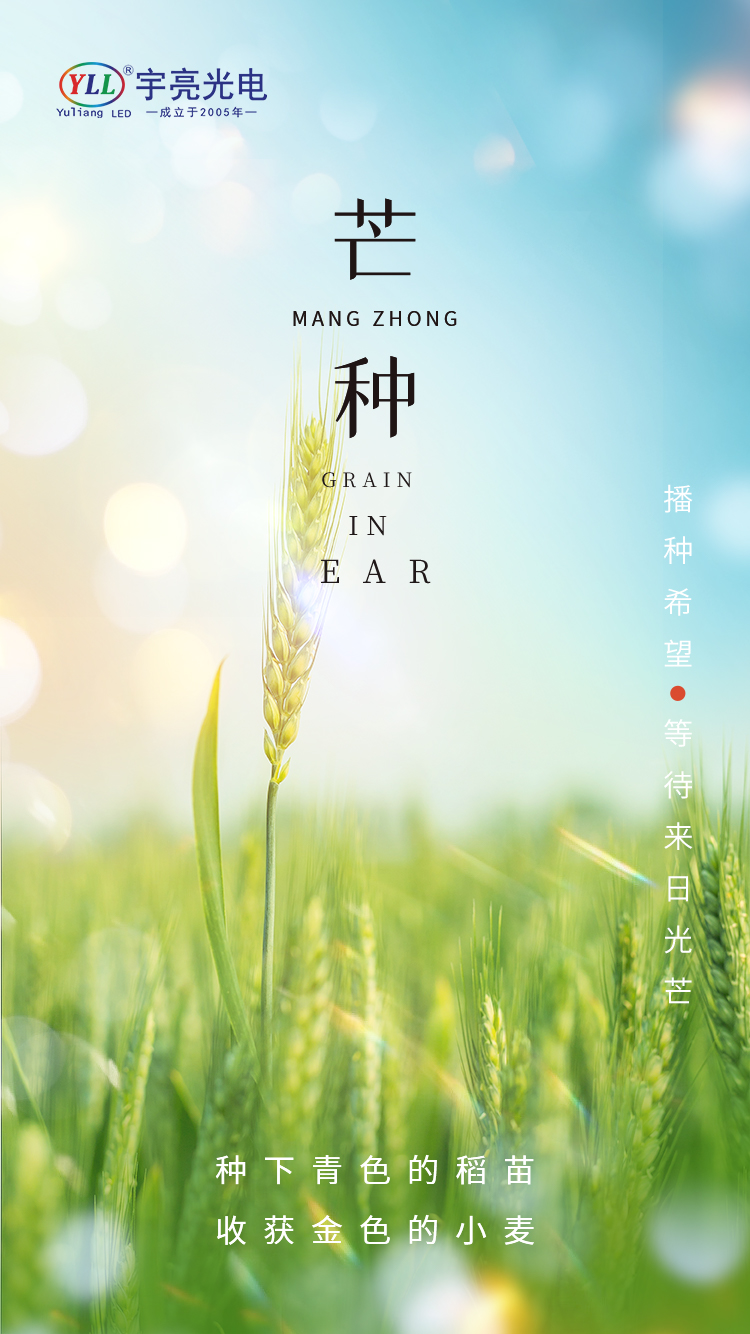 6.6芒种
